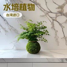 铁线蕨苔藓球水培室内净化空气蕨类办公室桌面绿植耐荫植物好养活