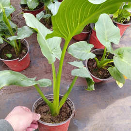 产地批发白花马蹄莲盆栽苗地被景观花卉植物基地价格