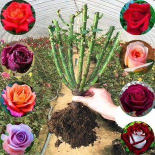 һ�����l��������硿õ�廨�������Nޱ�¼������҃���Gֲ�̨�k