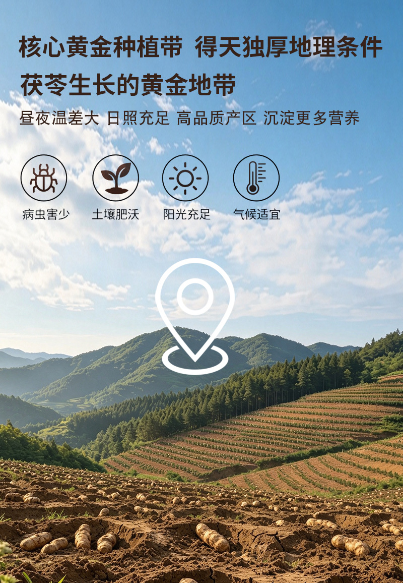 Poria Fu Ling Cubes Low Temperature Baked Yunnan Dried Sclerotium for Tea and Decoction Bulk 500g preparation
