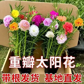 盆栽;花盆容器;月季蔷薇植物