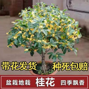 𻨘ļ_ͥԺԴ𻨻ֲ҃ȻGֲ