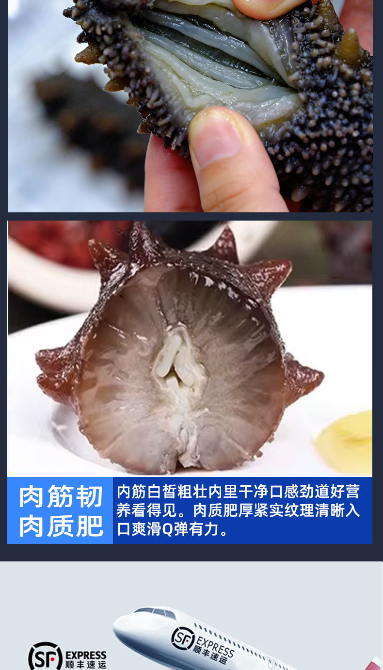 Pure Lightly Dried Liaoning Sea Cucumber 6-7 Year Grade A 50g Gift Box quality and texture