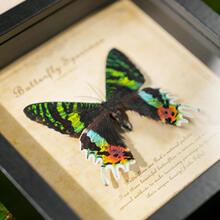 ������˱����ľ�|�b�DIY�͹����[̨�Ҿ��b����նY��YƷ