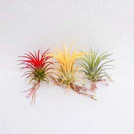 盆栽;鱼缸;猫猫干粮