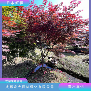 Japanese Red Maple Tree Seedlings Wholesale from 5 to 15 cm for Park and Garden Landscaping