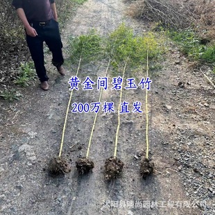 Golden Jade Bamboo Saplings, Golden Bamboo Saplings, Jade Golden Bamboo, Golden Jade Bamboo, Gold Inlaid Jade Bamboo