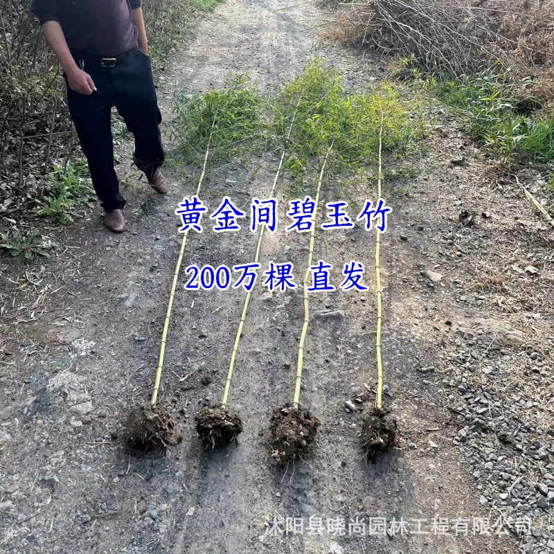 Золотые нефритовые бамбуковые саженцы, золотые бамбуковые саженцы, нефритовый золотой бамбук, золотой нефритовый бамбук, золотой нефритовый бамбук с инкрустацией золота.