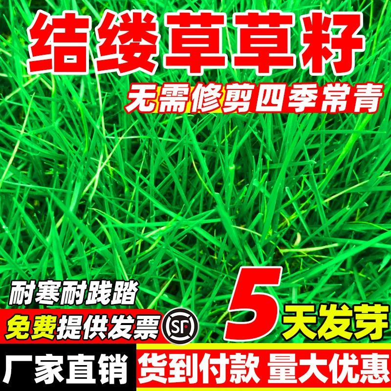 Семена газонной травы из Тайваня для всесезонных проектов с вечнозелеными дворами, семена травы для защиты склонов, многолетние семена зеленого газона.