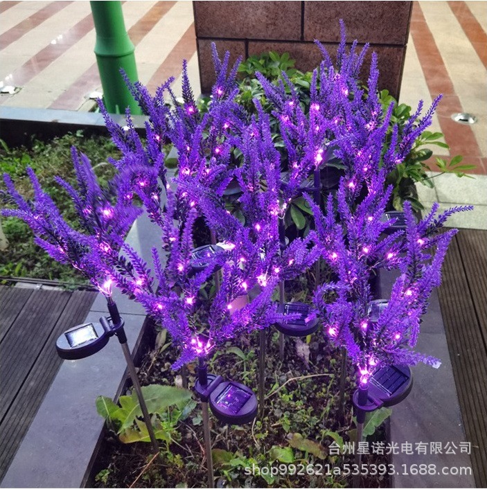 7갈래 보라색 라벤더