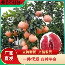 一件代发基地批发柚子树苗三红心蜜柚地栽南北方种植结果嫁接沙田