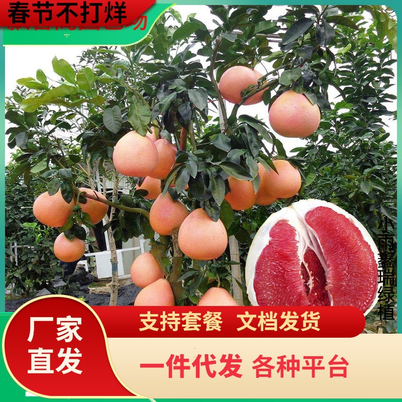 一件代发基地批发柚子树苗三红心蜜柚地栽南北方种植结果嫁接沙田