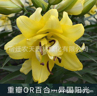 Exotic Scenery Lily Bulbs Double Perfume Lily Bulbs Indoor Courtyard Winter All Year Round Flower Bulbs