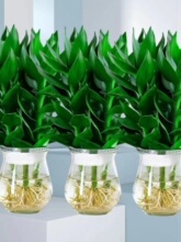 ������\�D���^�����F��ˮ��ֲ�ﻨ�ܾGֲ�҃������D�\���Ӻ��B