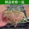 [Living alive for 30 days when exposed to water, the tank explodes] The old pile of large-leaf copper money grass (pot not included) comes with nutrient solution