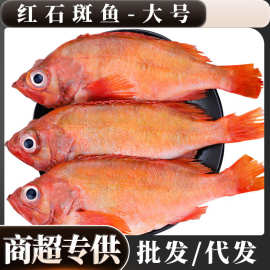 红石斑鱼鲜冻超大石斑鱼海捕鲜冷冻大眼鱼整条富贵鱼批发商用代发