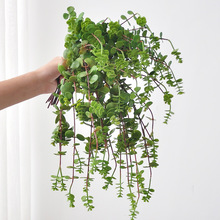 包邮微景观造景仿真植物垂挂背景墙吊顶森系装饰绿植仿生绿植造景