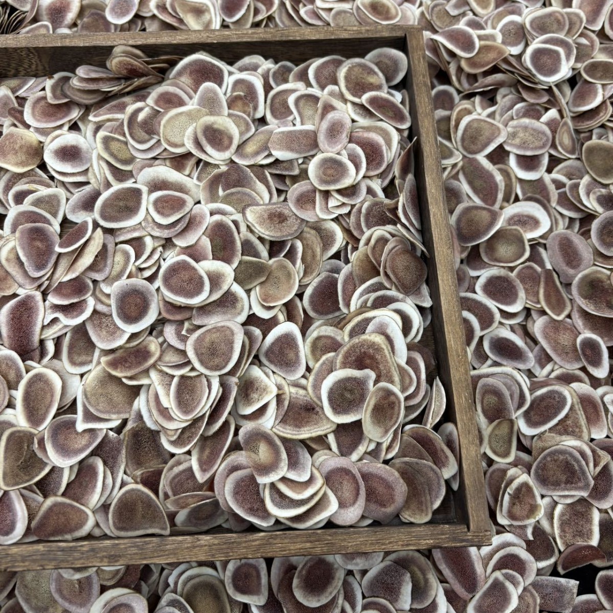 鹿角片东北特产红片泡酒干鹿茸片吉林长白山梅花鹿原产地吉林鹿血