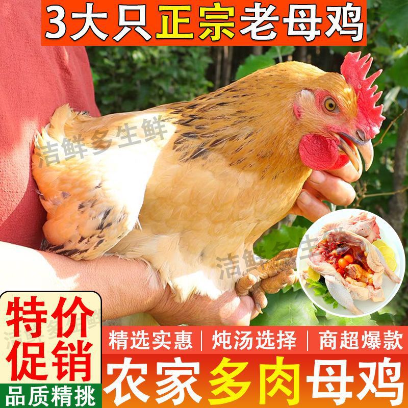 散养农家下蛋鸡新鲜整只母鸡肉草鸡炖汤老母鸡现杀包邮