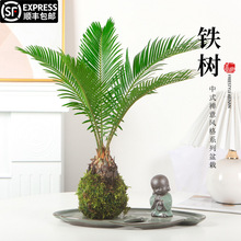 ˮ��ֲ���F��С�����k���҃����愓����B�׻�ˮ�B�U��Gֲ�辰