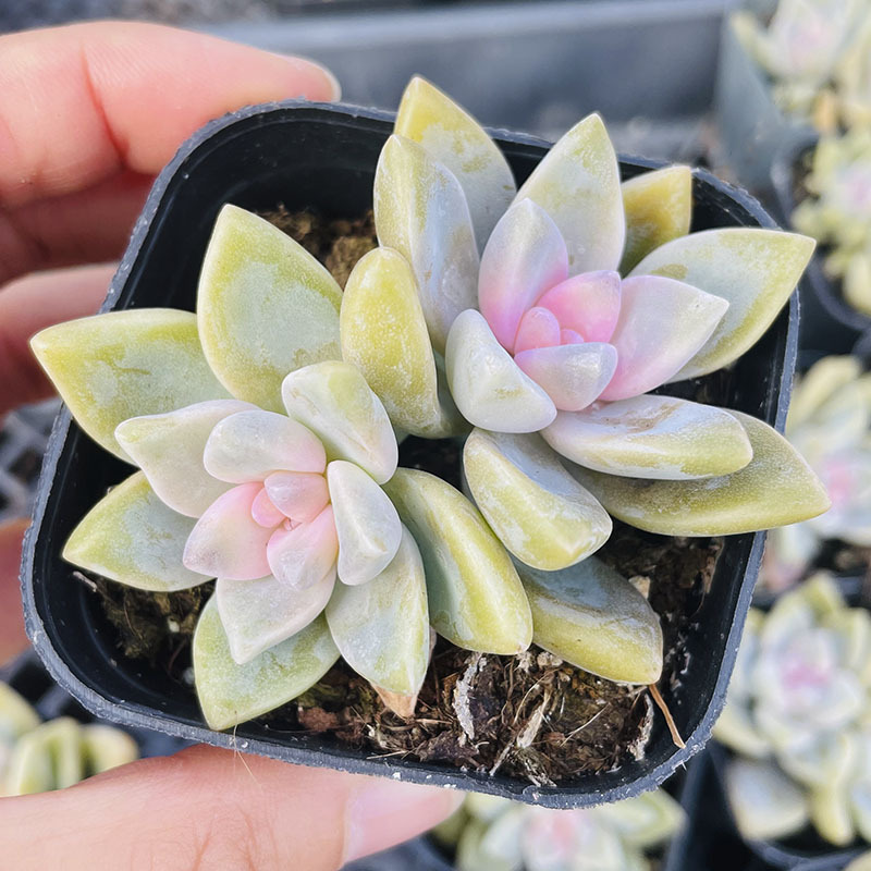 [신제품 3] 단수 이중 헤드 4-5cm (플라스틱 화분에 심어 배송)