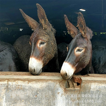 肉驴苗 德州驴养殖 活驴驹出售三粉驴 乌头驴养殖场