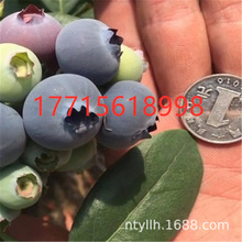 康纳尔蓝莓苖盆栽果树苖蓝梅树苖蓝莓苖四季南北方种植带原土发货