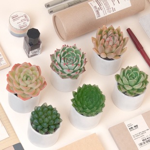 CHEMֲkҾӼ҃ȺBС¶Ժ