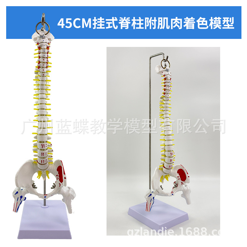 ���弹��ģ��1:1����������ϰ��׵ģ�;�׵��׵�������ģ�͹Ǽ�