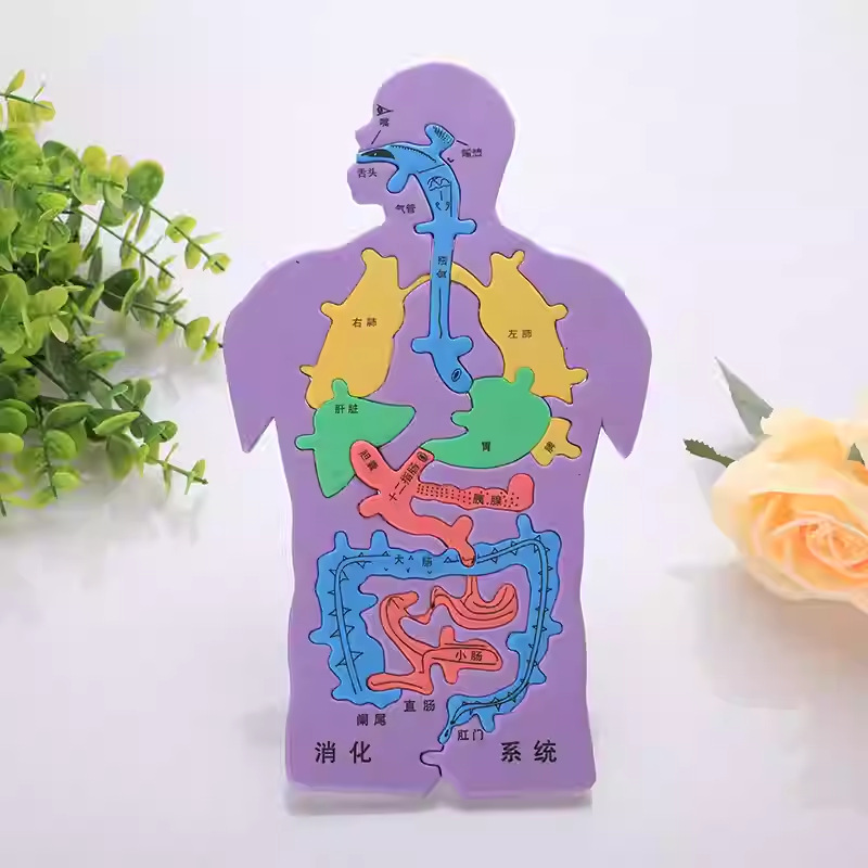 Science and Technology Small Production Invention Handmade DIY Human Digestive System Viscera Puzzle Eva Model Educational Science Experiment