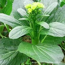 ķNļ߲˷NͥԺ̨NԲˏV|