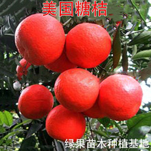 �����ǽ��� �t�ۘ��� �޽Ӹ̽��� �����ǽۘ��� �۽�ɳ�����Ә���