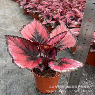 �t���ﺣ��С����90#�ļ��_���񹝺��Ļ����^�����~ֲ��������l
