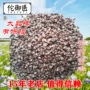 性价比筛选干洗工艺荞麦壳