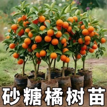 ɳ�ǽۘ�����������Ϸ������Nֲ���Ә���̽۹������޽�ɰ����