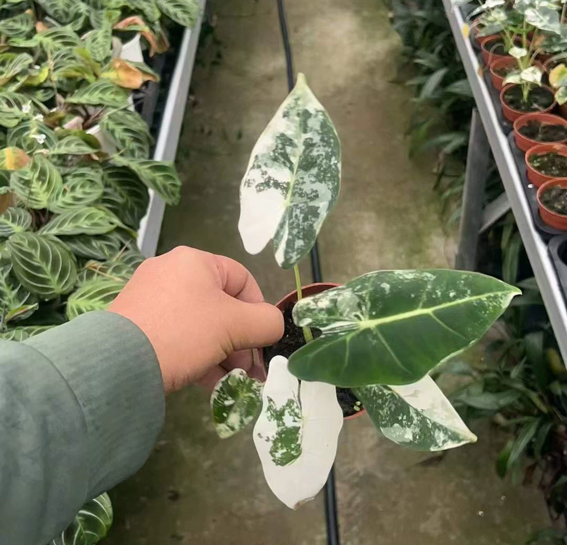 [Базовые прямые поставки] Чистая красная листва Цветы Маленькое домашнее растение алокарум в горшке 90 Зеленый Лебедь Парча