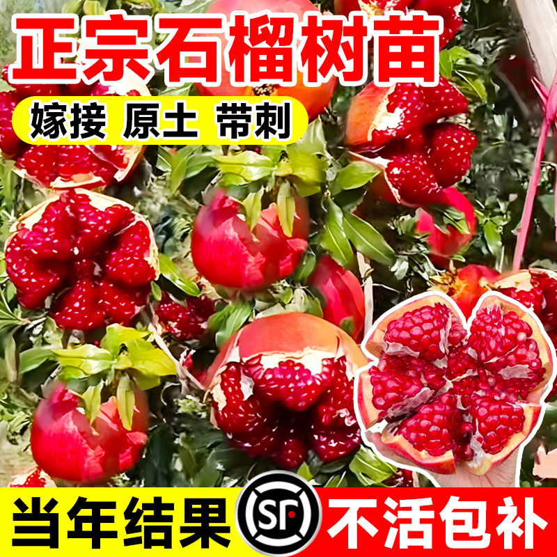 石榴树树苗突尼斯软籽盆栽果树庭院水果苗特大无籽南北方种植四季