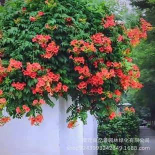 ������������ ��Ԯ���������� ͥԺ����ֲ��Ҏ���Rȫ��ɽ��