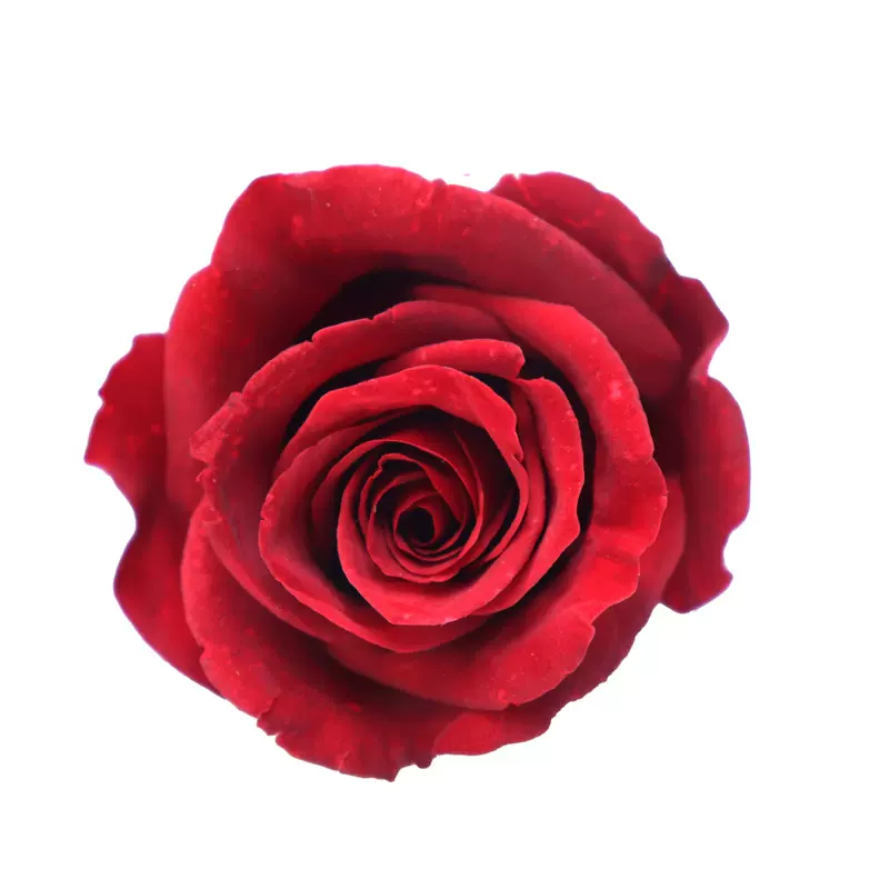 永生花5-6cm装玫瑰花头C级6朵每盒花材批发货源稳定七夕礼物