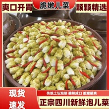 泡菜儿菜酸娃娃菜温州特产观音菜下饭榨菜菜心咸菜腌制大头菜酸菜