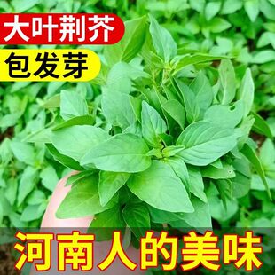 �G��˷N�Ѵ�ȫ���ϴ��~�߲˷N�����ļ��Nֲ���ѽ��{���G�����Ĳ�
