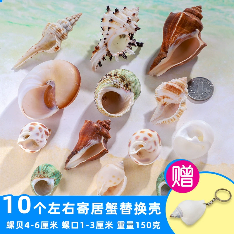 Organic aquarium with shells, aquarium decor, sample handmade