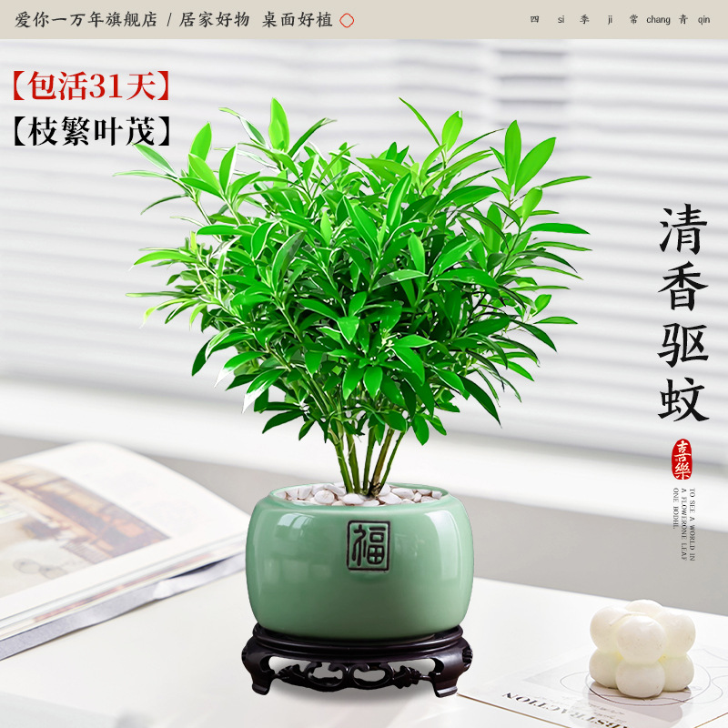 모기퇴치대나무와 편백나무 + 에메랄드그린 포세린 세면대 + 원형베이스 (포장석 + 영양액 포함)