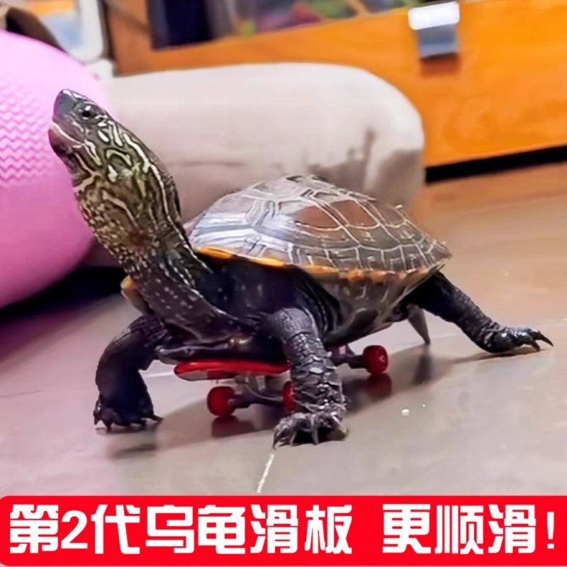 Little Turtle Scooter Alloy Finger Fingertip Mini Toy Parrot Prop Sliding Desktop Wear-Resistant Skateboard Pet