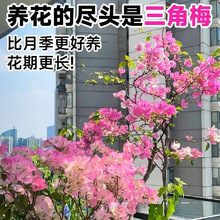 ���羳��؛������÷�N�������ذ�����÷�N���ļ��_���t����÷�N��