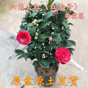 �軨�����ͺ��軨�������F�����҃��ļ�����ֲ�ﶬ���_����������