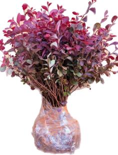 Red Camellia Seedlings, Four-Season Red Leaf Plants, Outdoor Villa Courtyard Fence Greening Project, Small Seedlings, Red Camellia Ball Piles