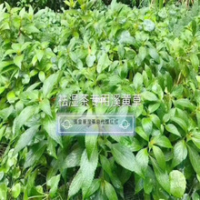 南板蓝根叶子新鲜大青叶中药材泡水苗马蓝靛盆栽苗植物清热下火茶