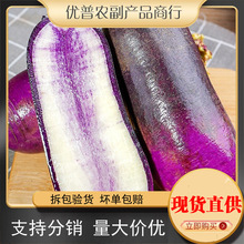 冰淇淋水果萝卜新鲜冰激凌红冰糖心5斤新鲜潍坊青萝卜甜脆型生吃