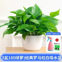 ���]����ȩ�G�}�����҃�ֲ�ﻨ�ܾGֲ�����·�����Sˮ�����G�j